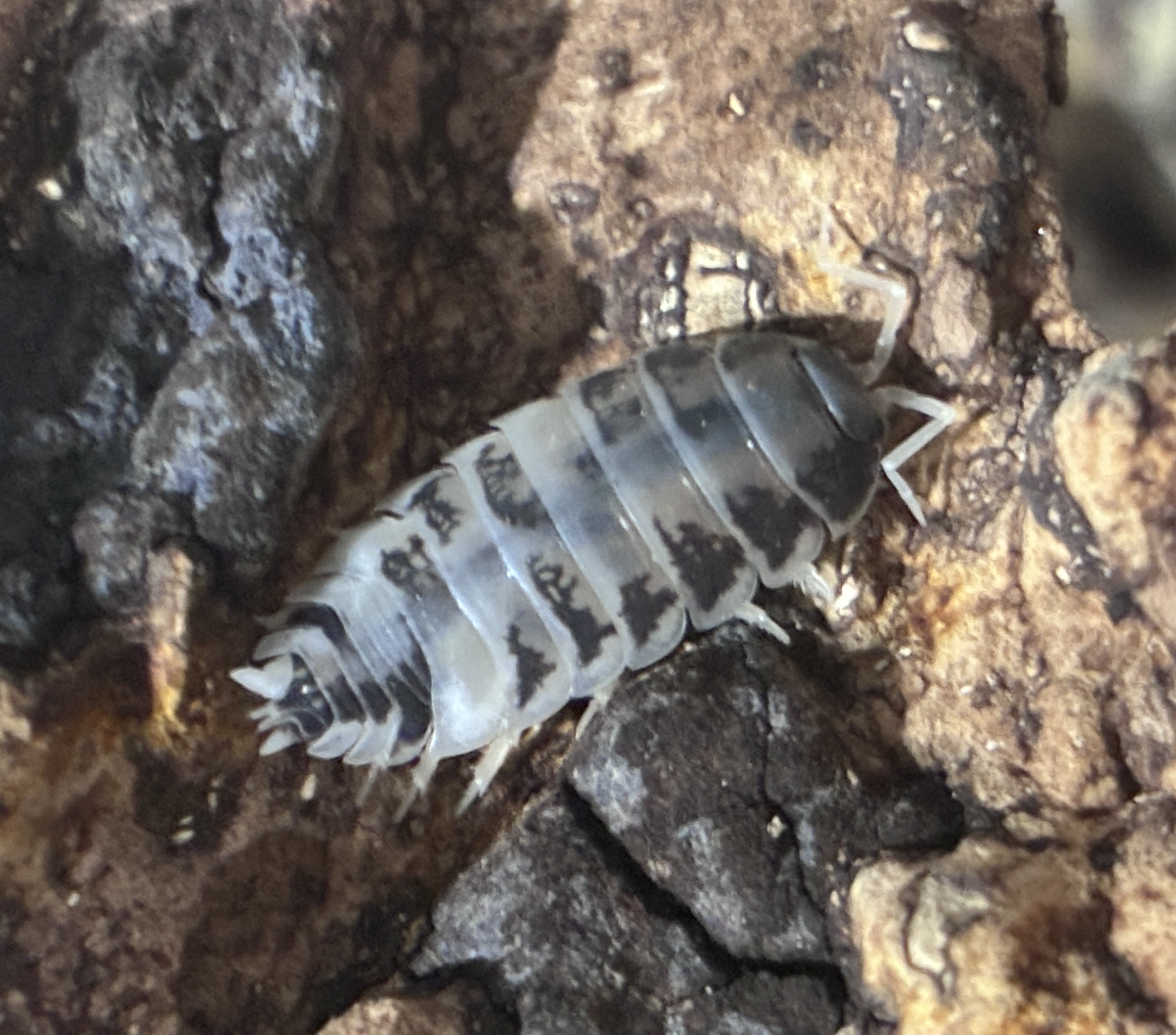 Dairy Cow Isopod (Porcellio laevis)