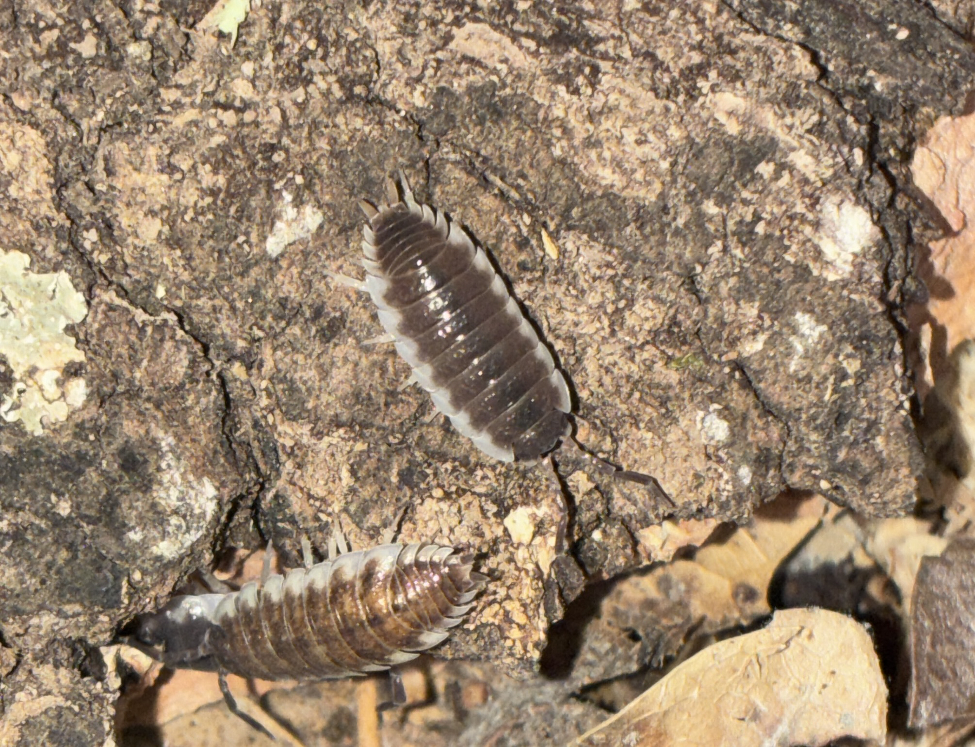 Hoffmannseggi Sevilla Isopod (Porcellio hoffmannseggi)