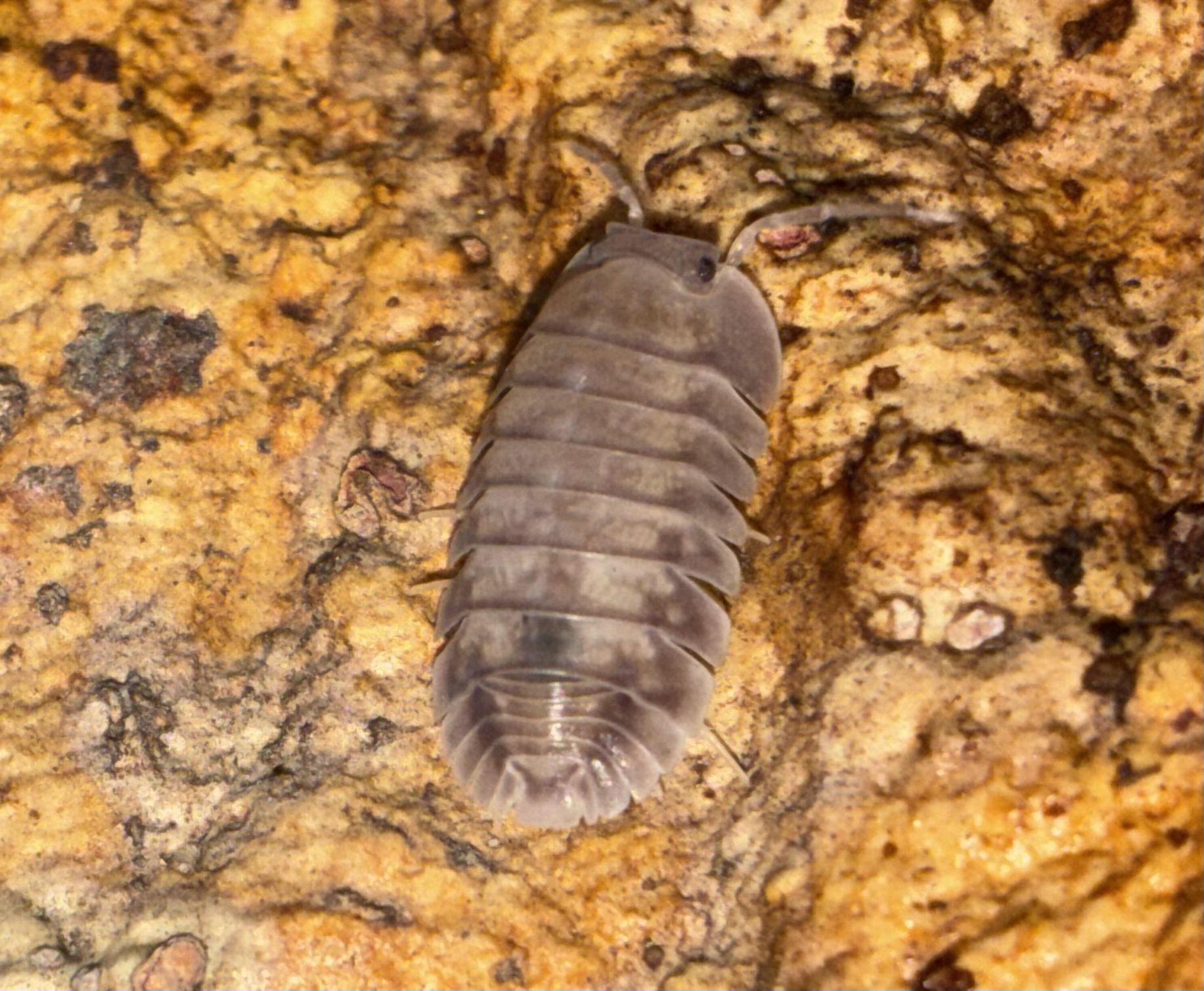 Silver Ghost Isopod (Nesodillo arcangelii)