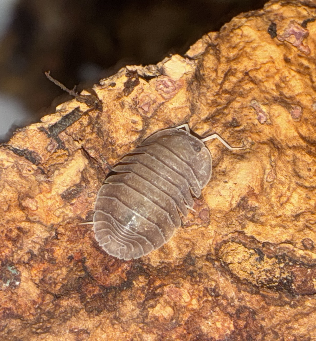 Soil Isopod (Cubaris sp.)