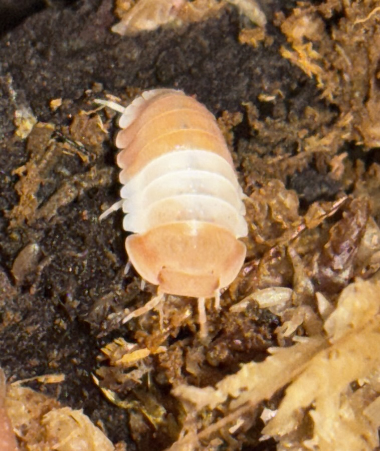 Red Panda King Isopod (Cubaris sp.)