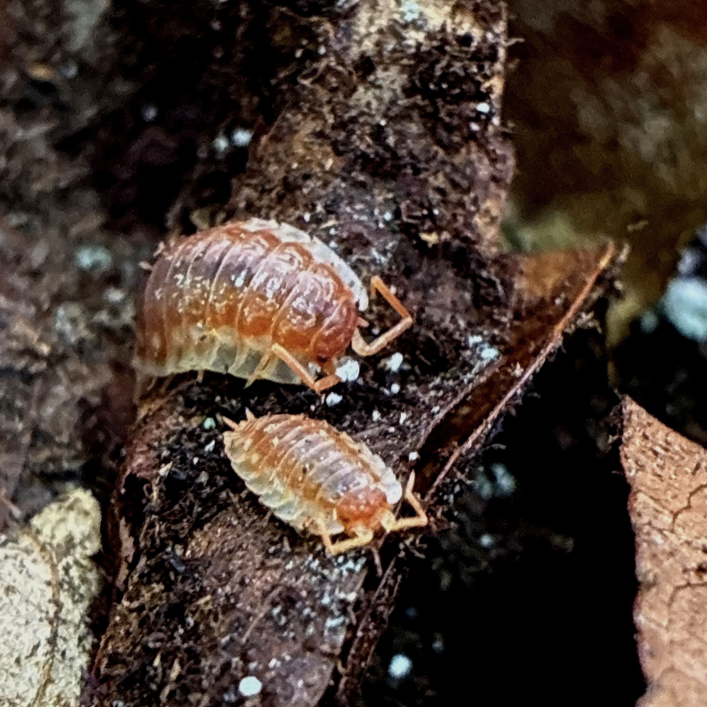 Maple Orange Isopod (Oniscus asellus)
