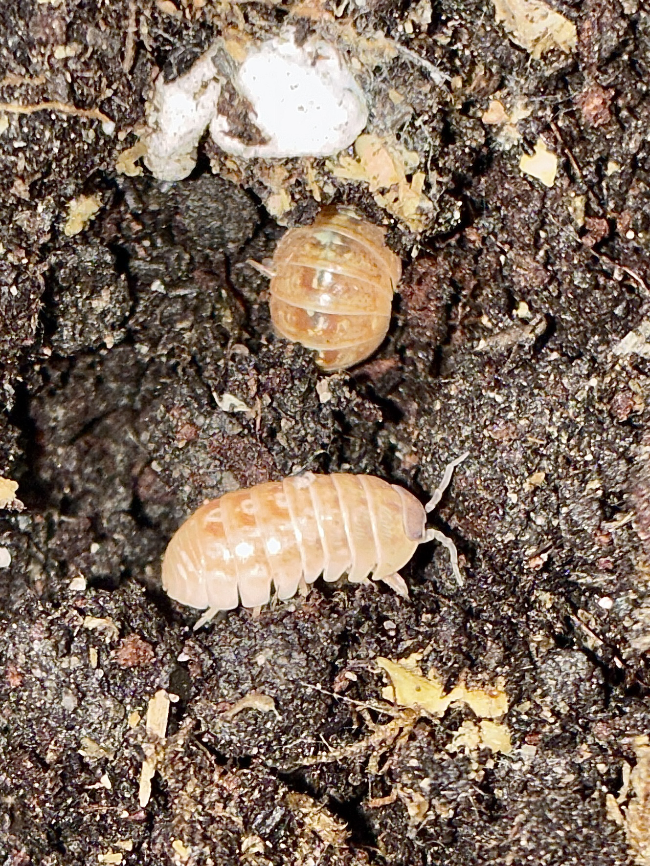 T+ Albino Isopod (Armadillidium vulgare)