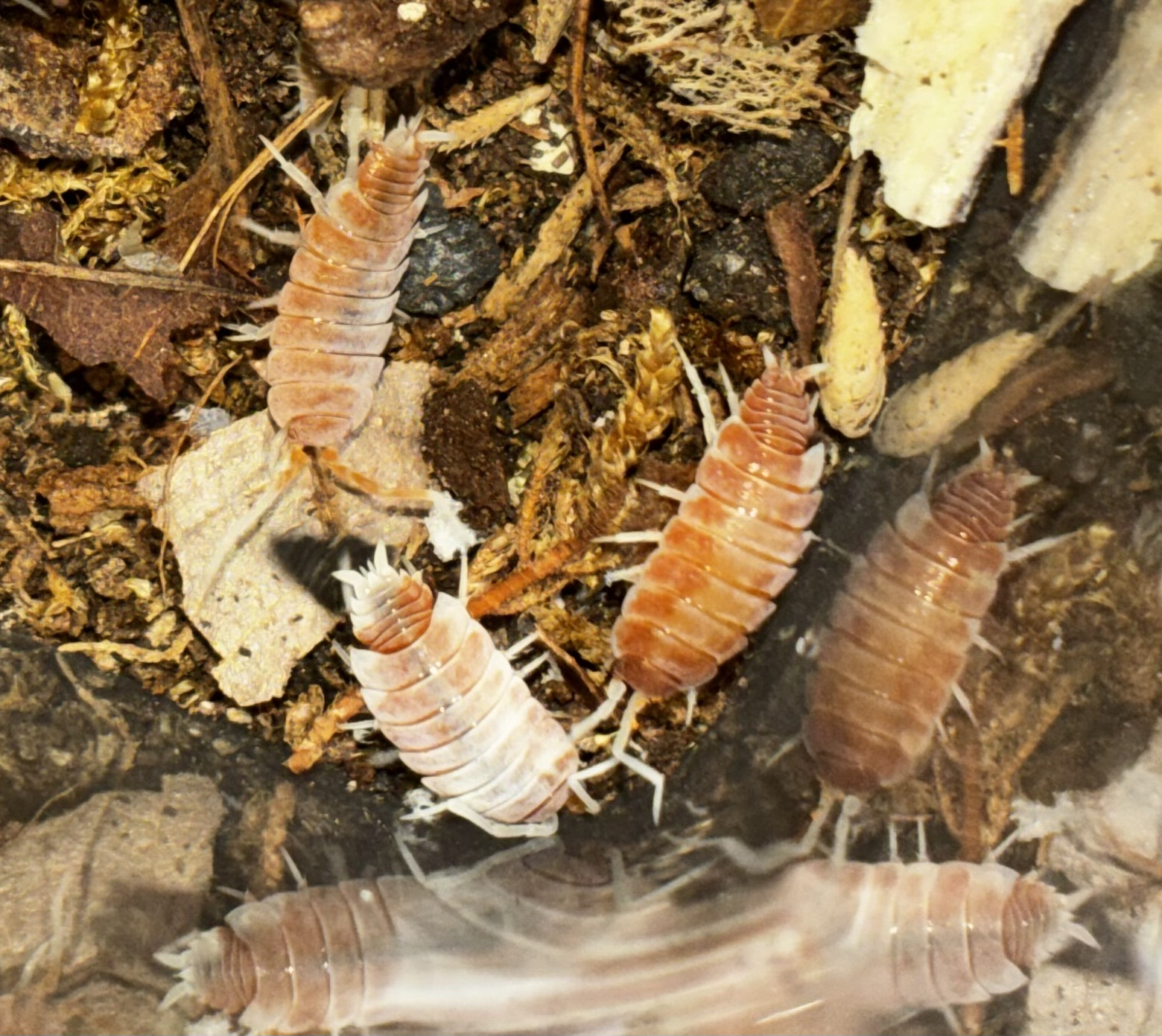 Red Koi (Porcellionides) Isopod (Porcellionides pruinosus)