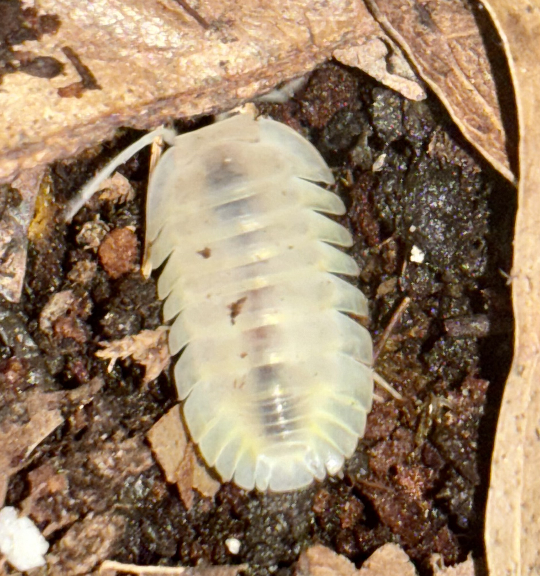 Yeti Isopod (Nesodillo arcangelii)