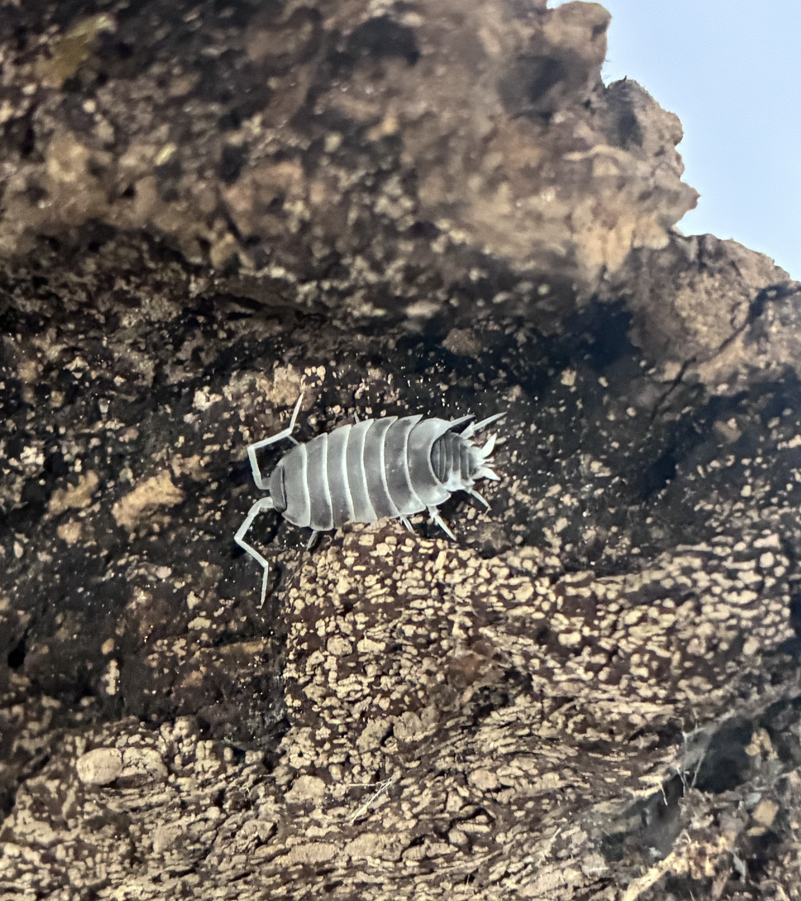 Oreo Crumble Isopod (Porcellio scaber)