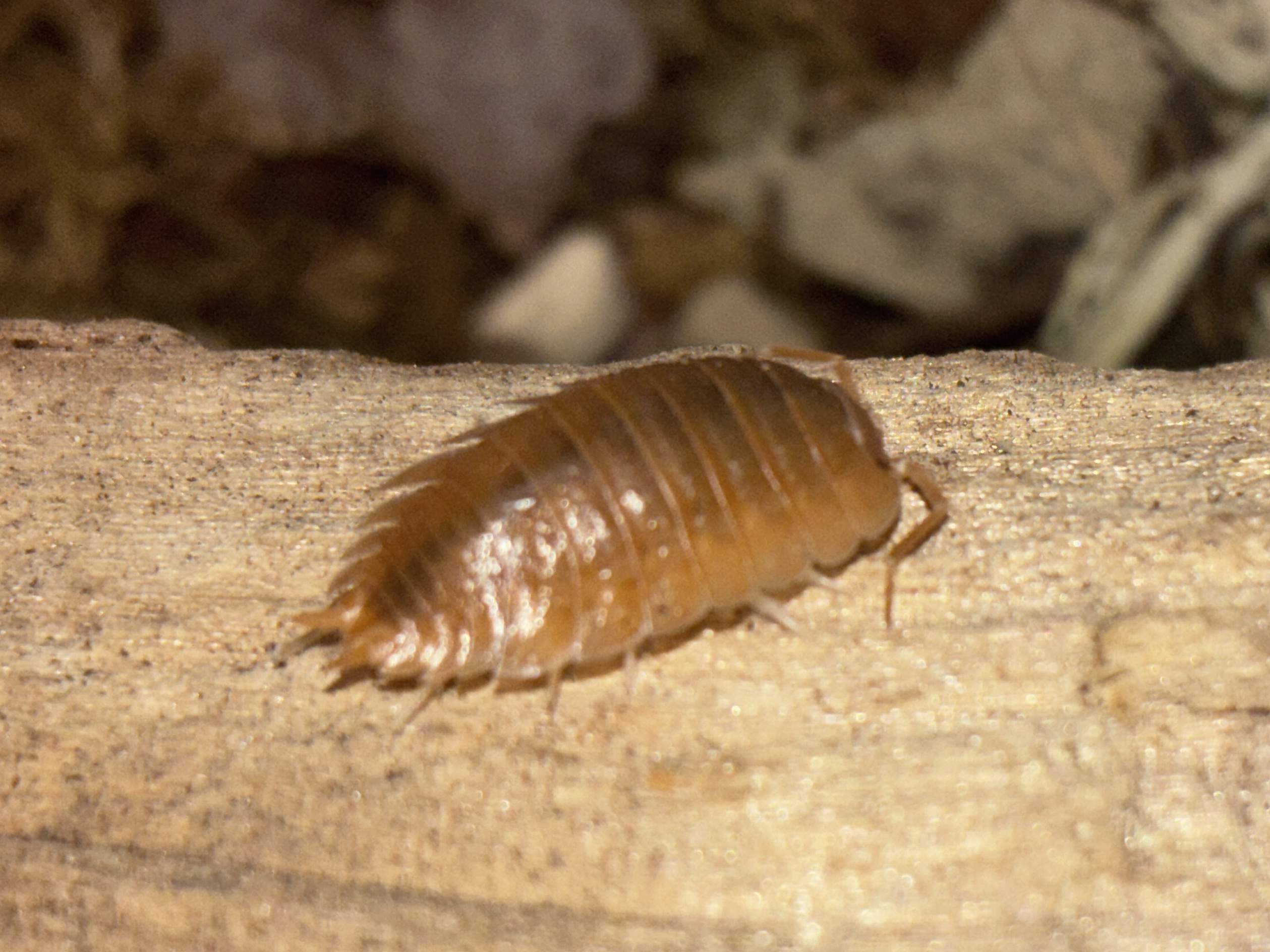 Orange Laevis Isopod (Porcellio laevis)