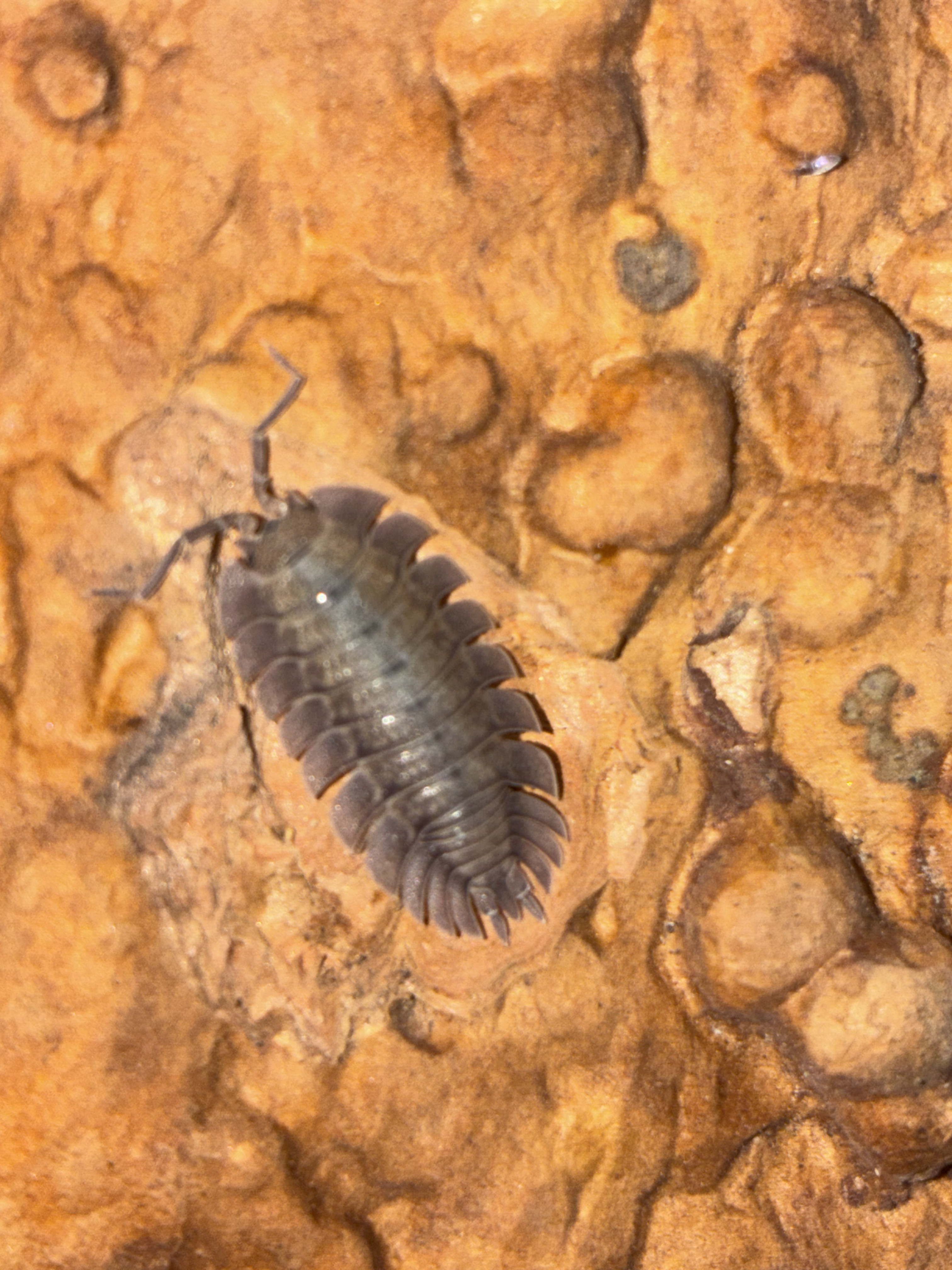 Porcellio spatulatus