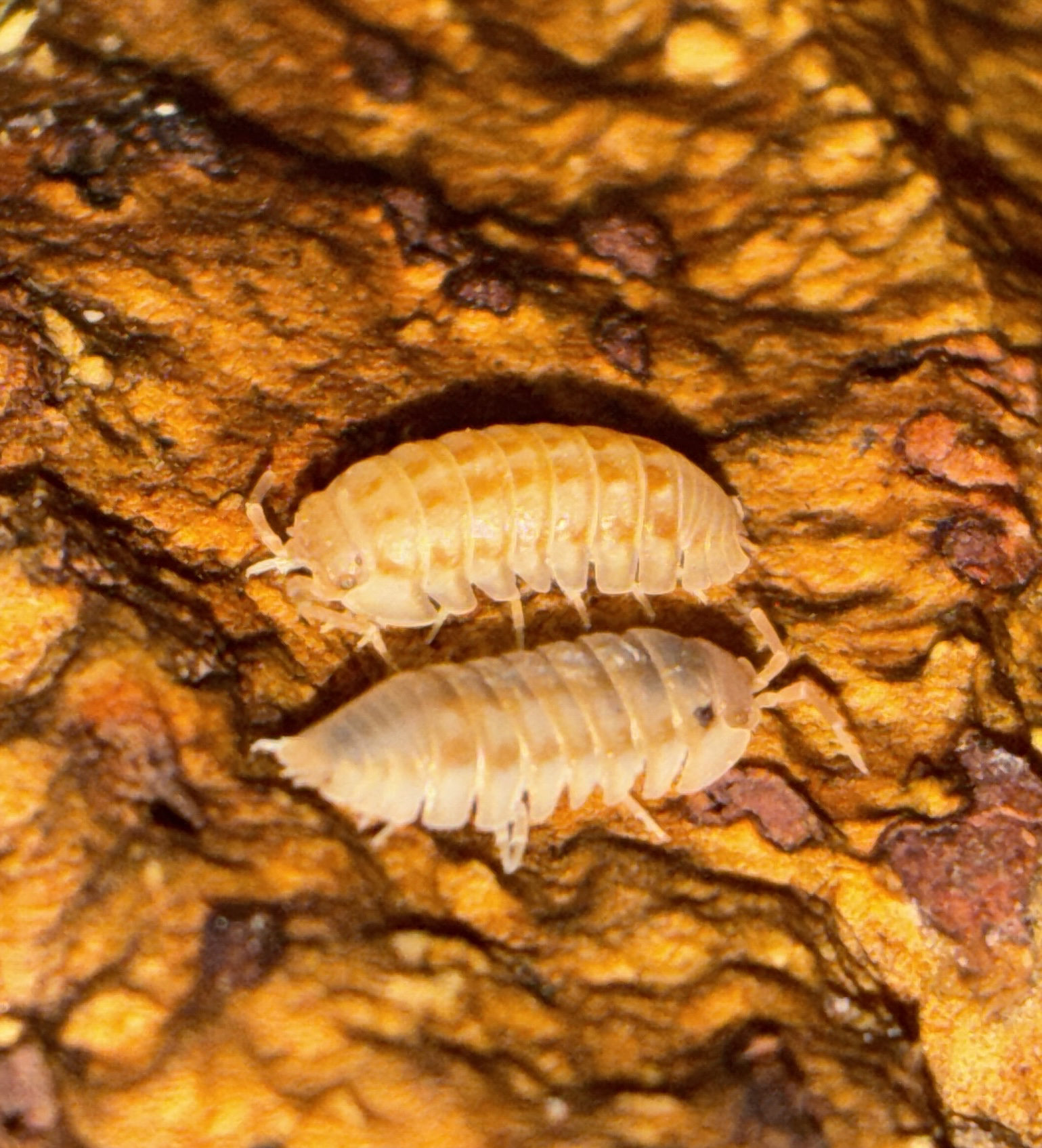 Rust Isopod (Armadillidium nasatum)