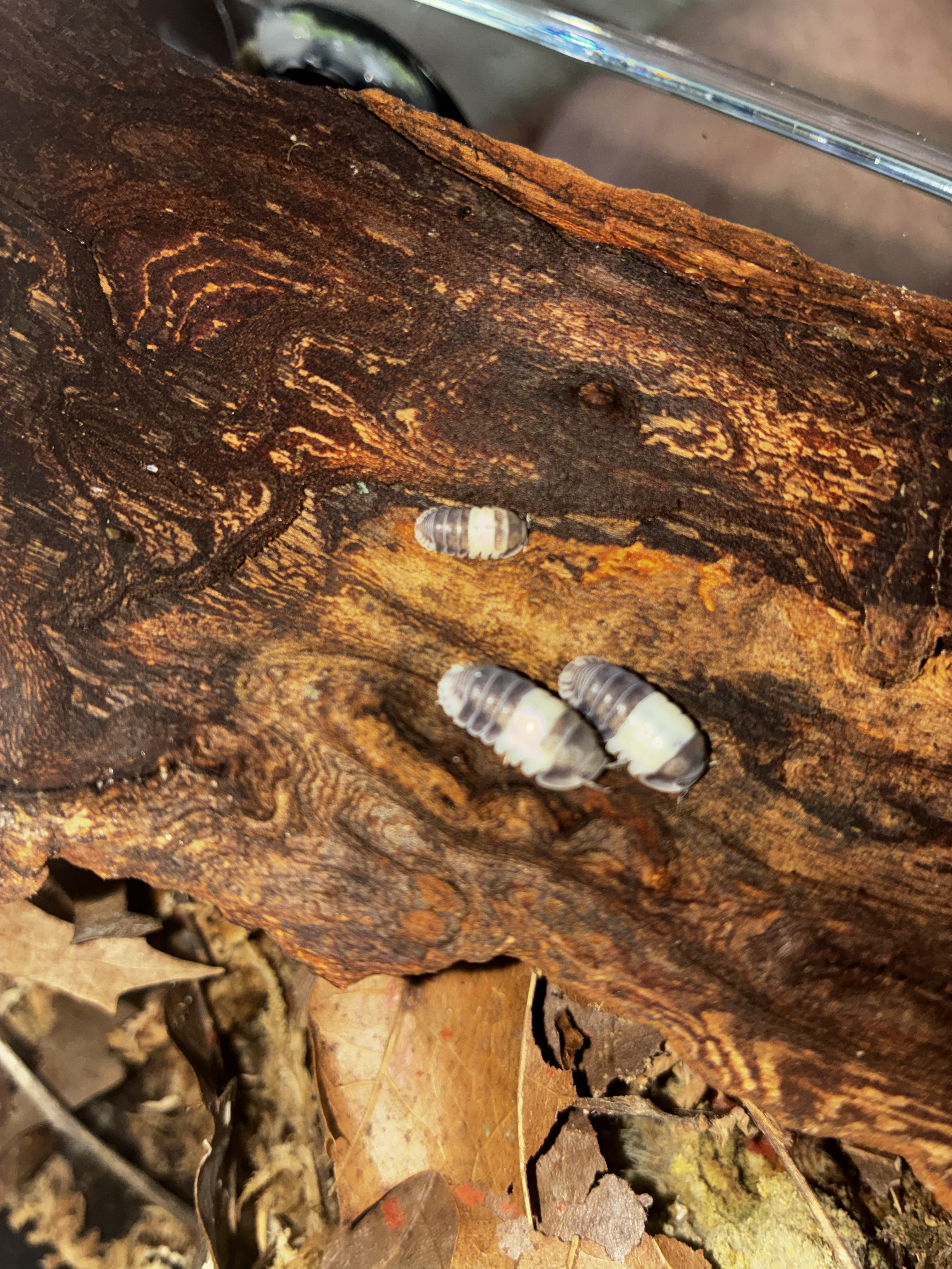 Panda King Isopod (Cubaris sp.)