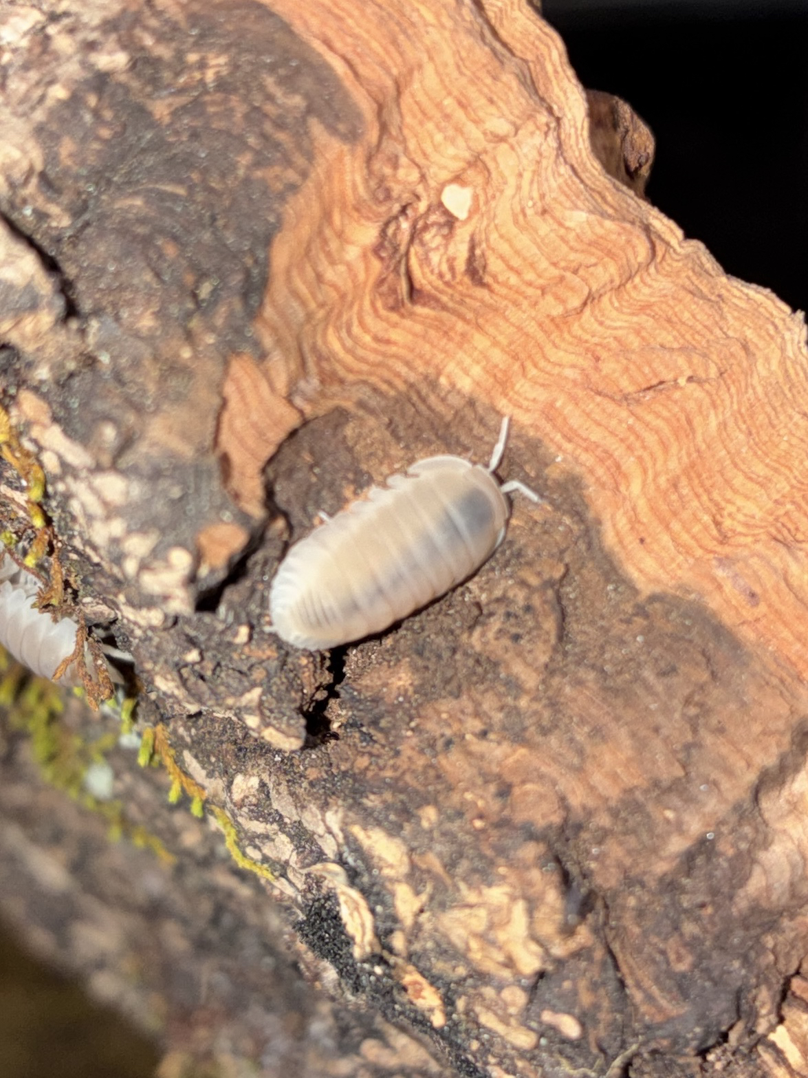 Murina White Glacier Isopod (Porcellio scaber)