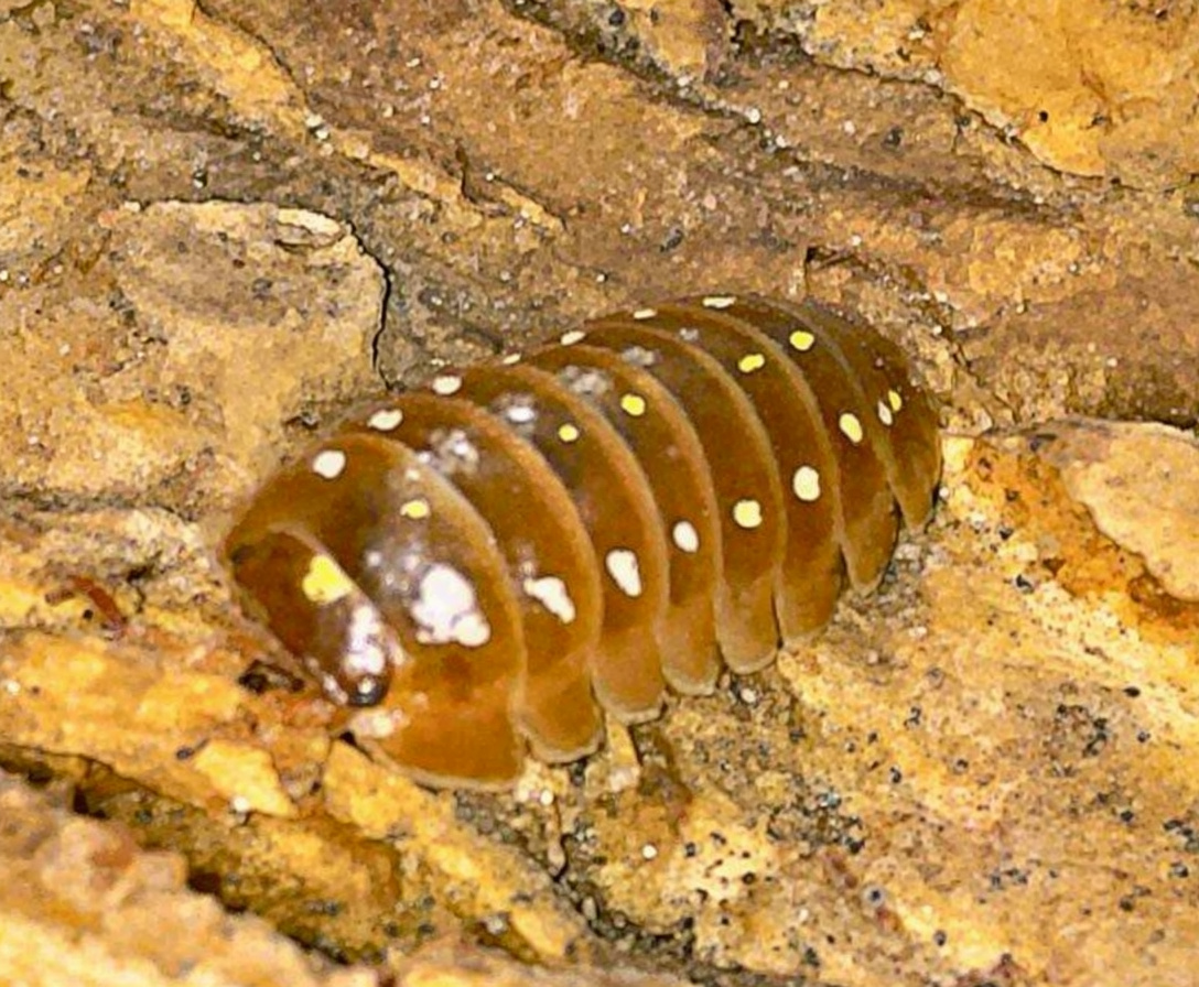 Orange Clown Isopod (Armadillidium klugii)