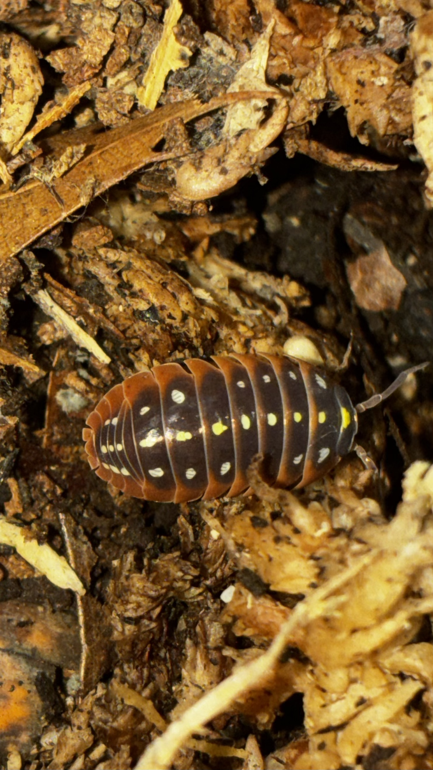 Kluggi Clown Isopod (Armadillidium klugii)