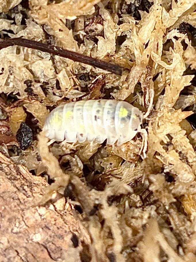 Magic Potion (Japanese) Isopod (Armadillidium vulgare)