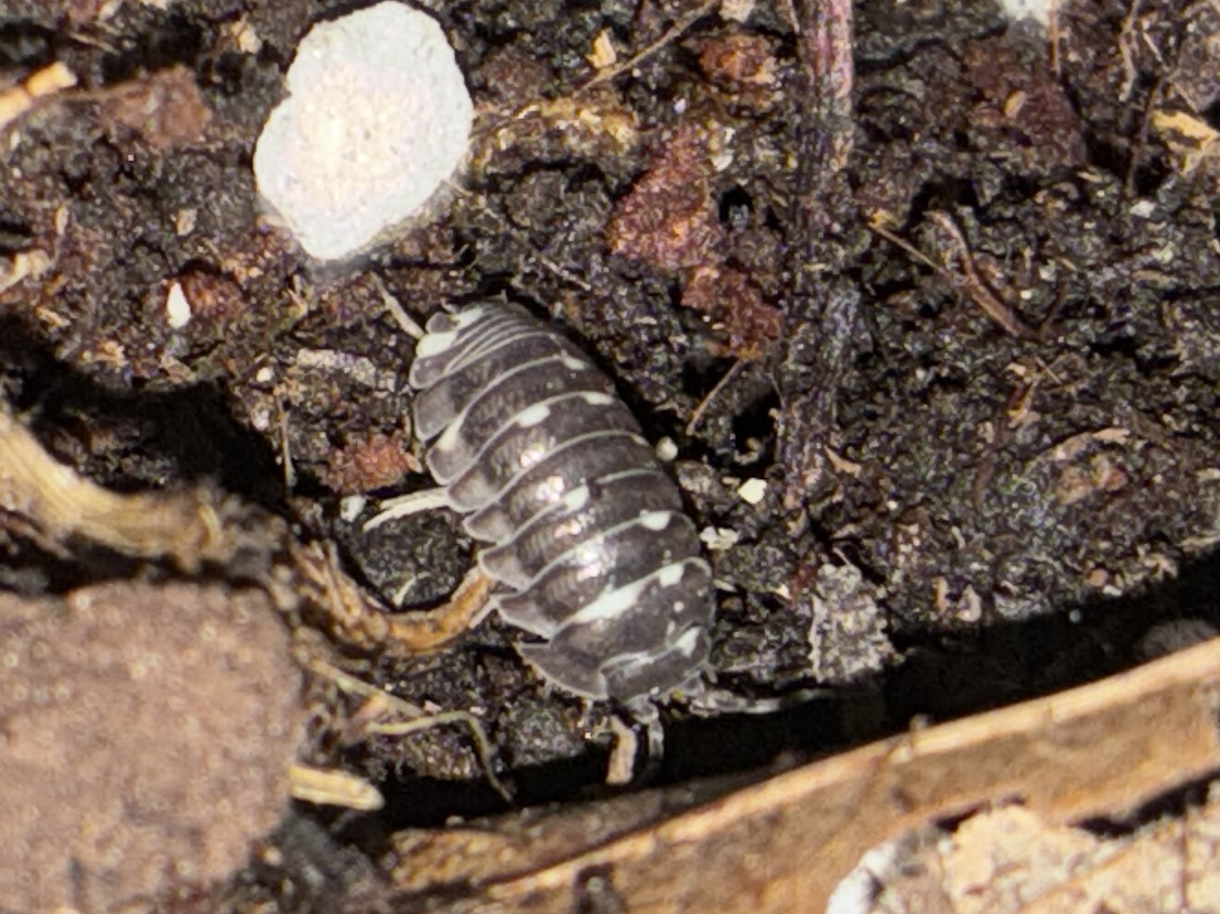 Silver Isopod (Armadillidium corcyraeum)