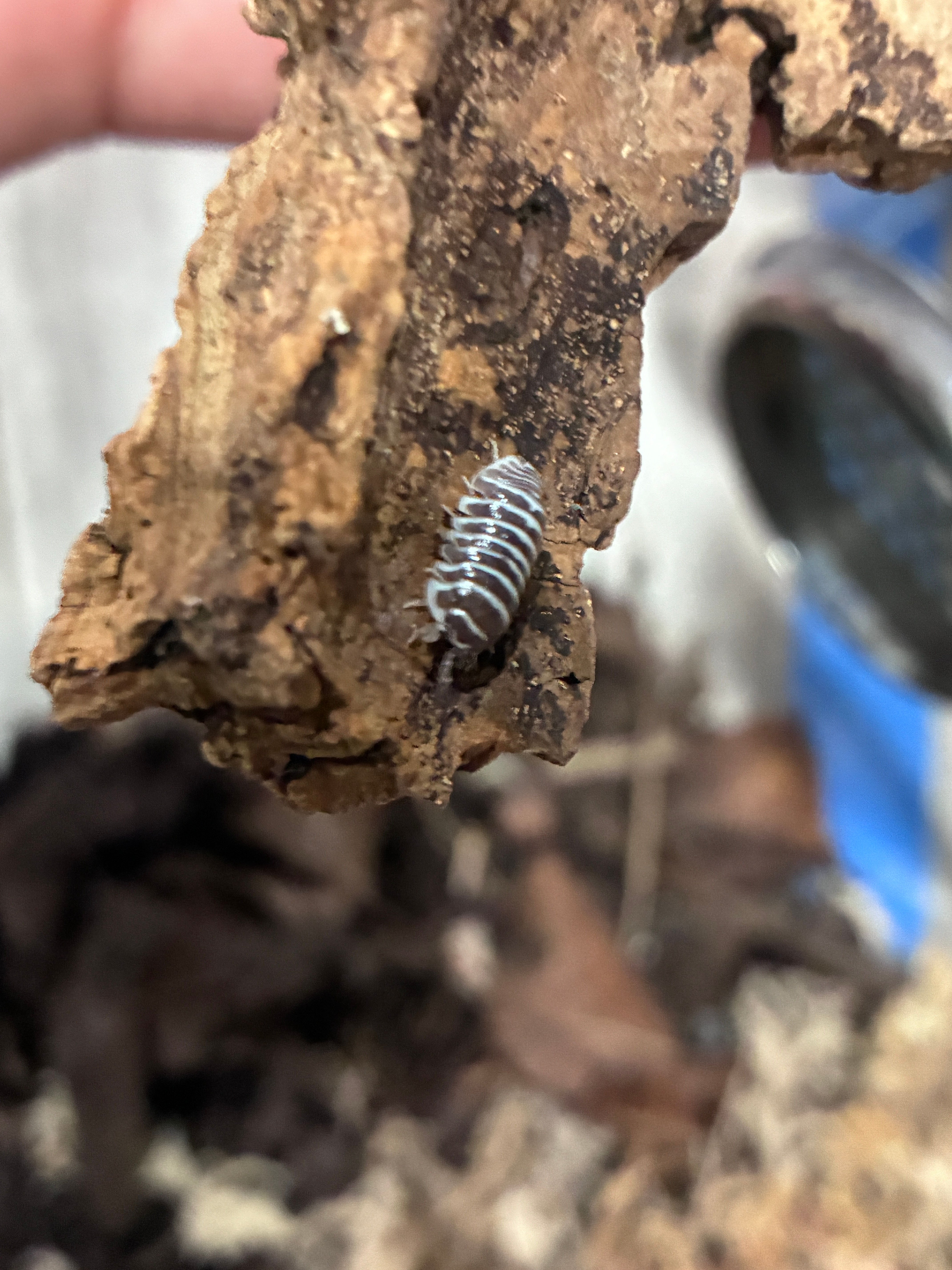 Chocolate Zebra Isopod (Armadillidium maculatum)