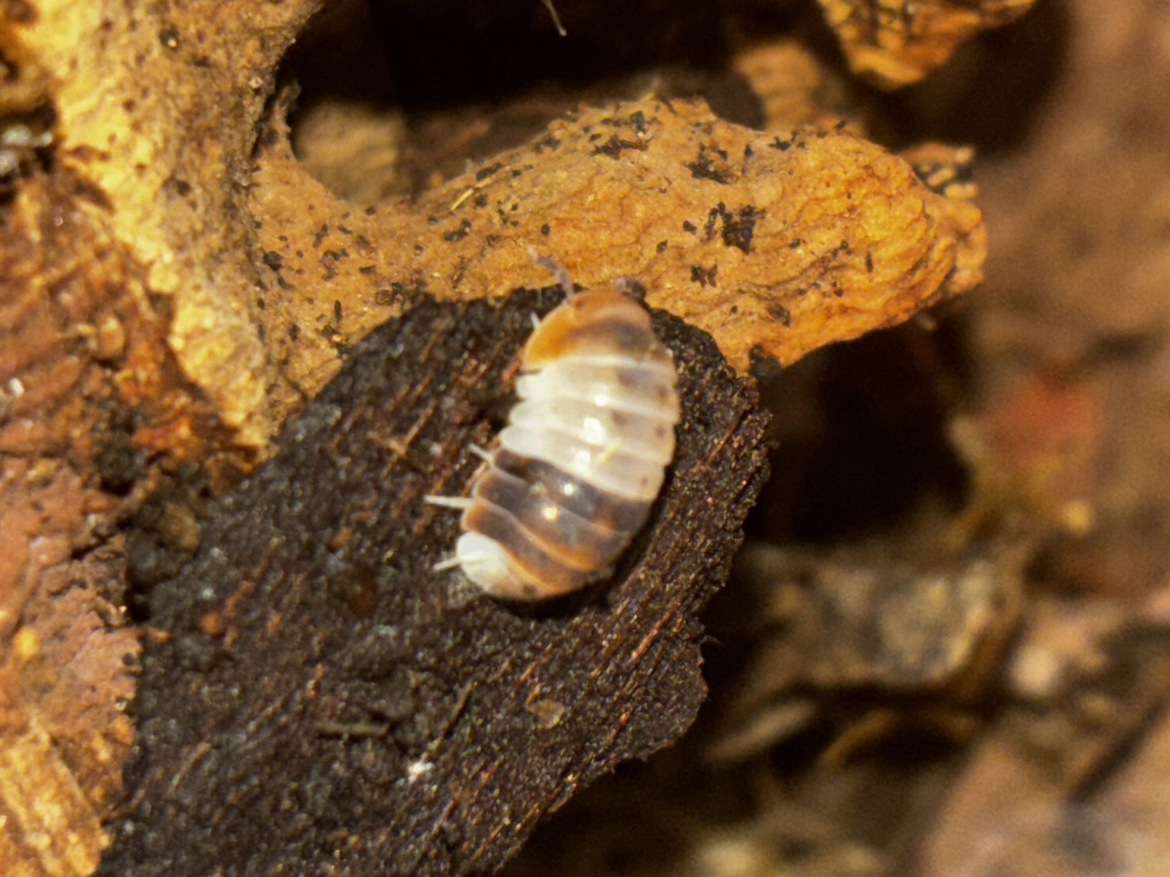 White Shark Isopod (Cubaris sp.)