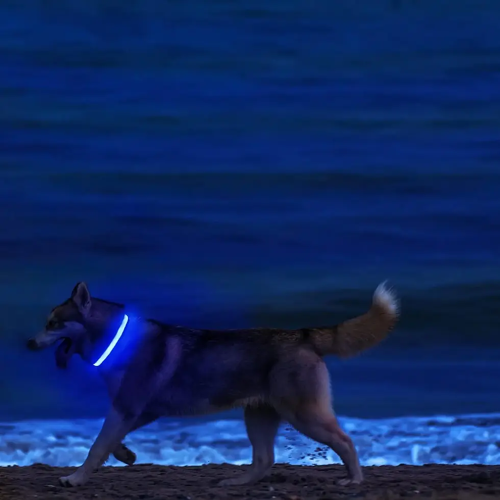 Thumbnail: PawGlow NightSafe LED Dog Collar