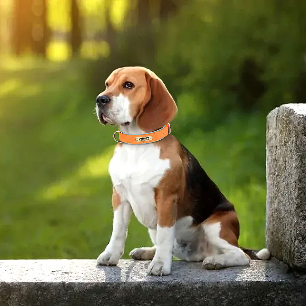 Thumbnail: NameGuard Personalised Leather Dog Collar