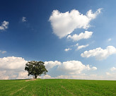 Open Field