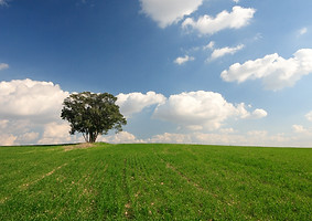 Open Field 