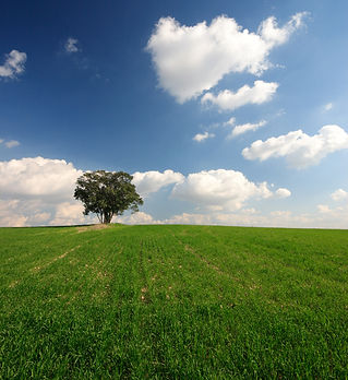 Open Field