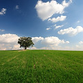 Open Field