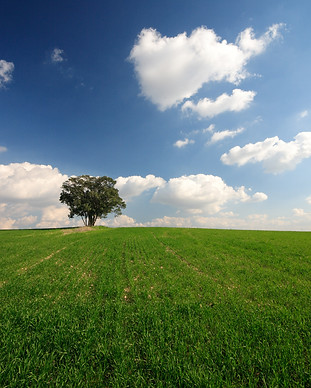 Open Field