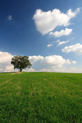 Open Field