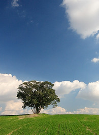 Open Field