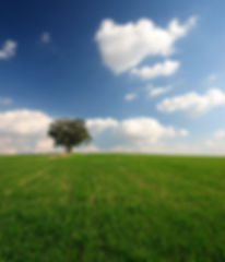 Open Field