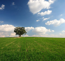 Open Field 