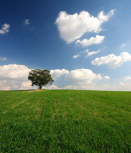 Open Field