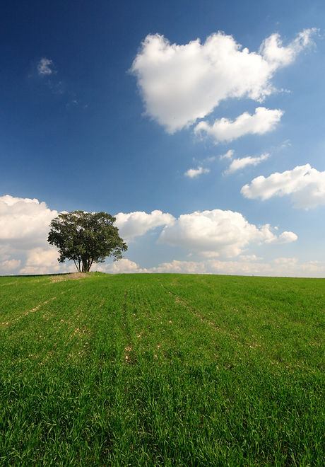 Open Field