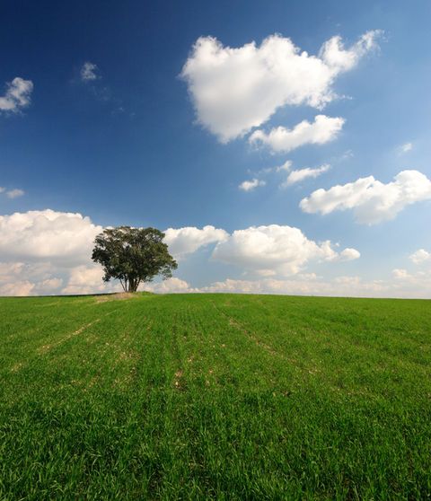 Open Field 