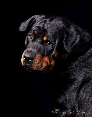 rottweiler looking over his shoulder on a black background