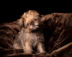 Brussels Griffon puppy on "mink"
