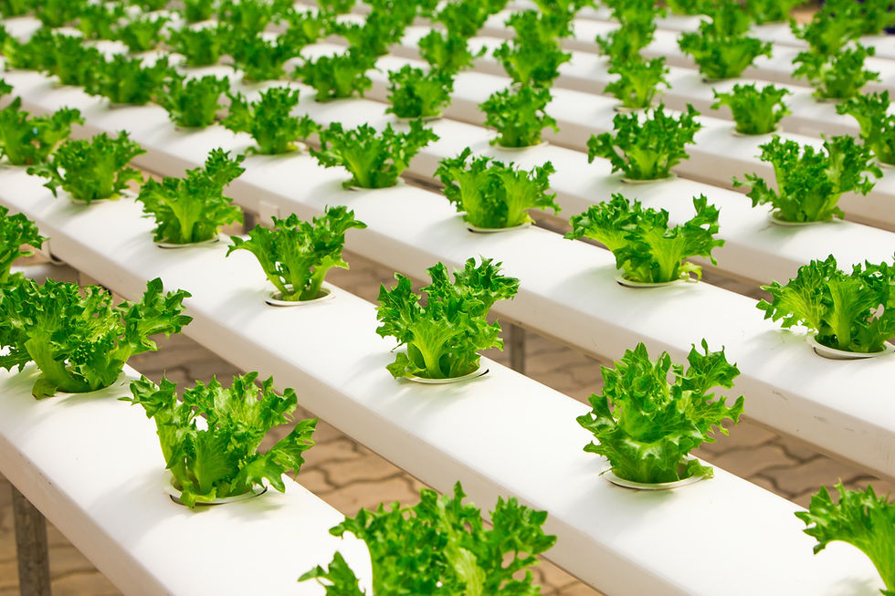 Can hydroponic farming save the world?