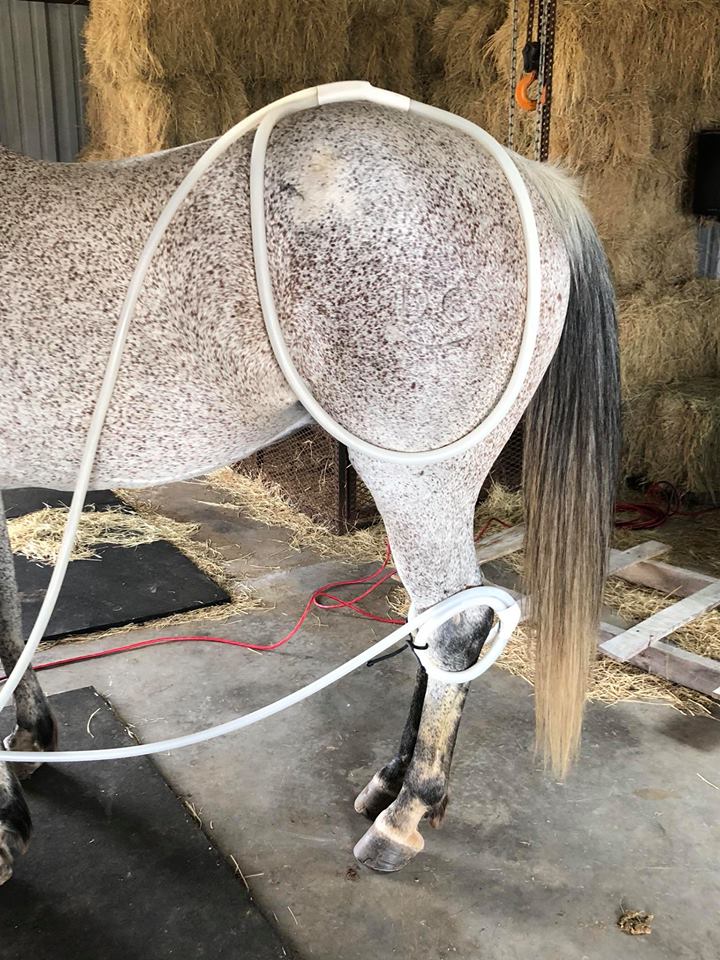 Next Level Equine