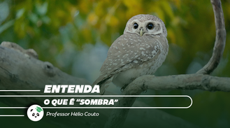 Entenda o que é "sombra"