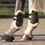 Thumbnail: QHP Fetlock Boots Ontario - Brown