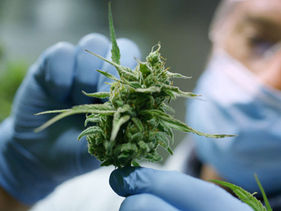 España aprueba el uso medicinal del cannabis: solo en hospitales y bajo receta especializada 
