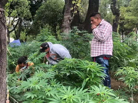 ​La paradoja cannábica de la CDMX: Tolerancia sin marco legal expone a los consumidores 
