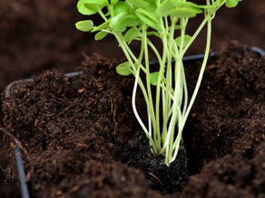 How to Take Care of Basil Plants: The Ultimate Guide to Growing Fresh Basil at Home