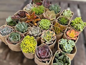 How to Take Care of Succulent Plants