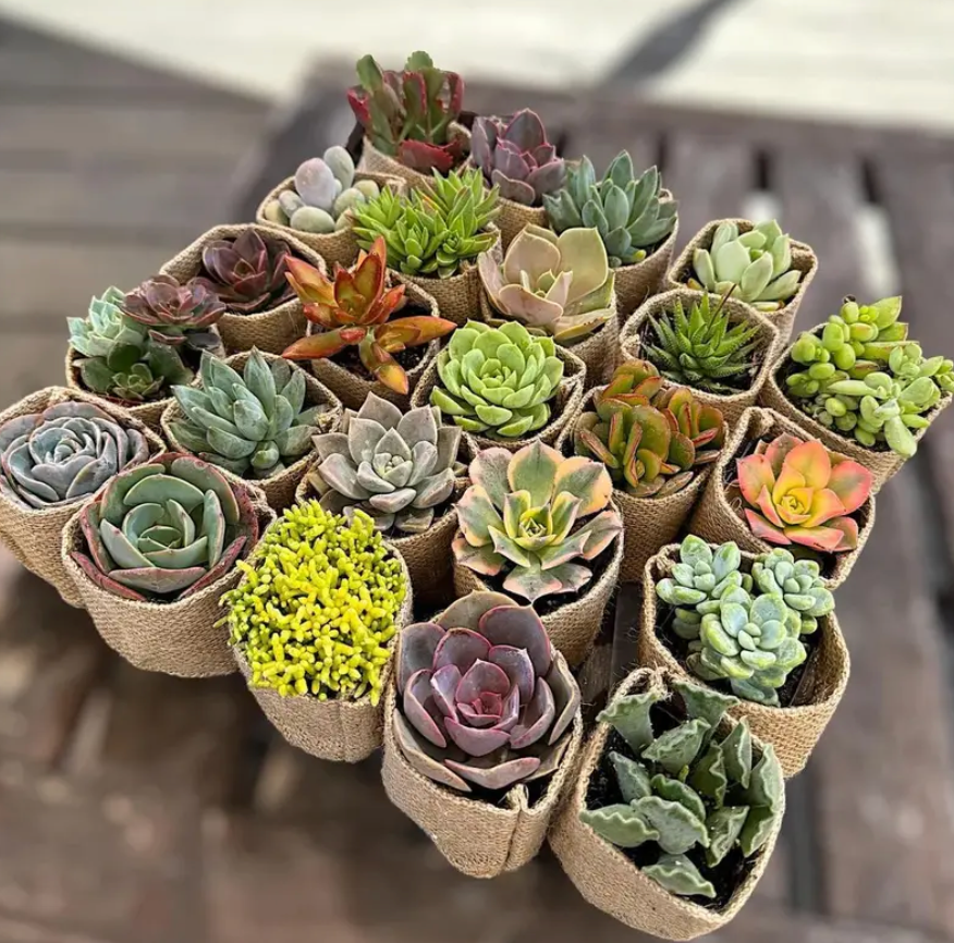 How to Take Care of Succulent Plants
