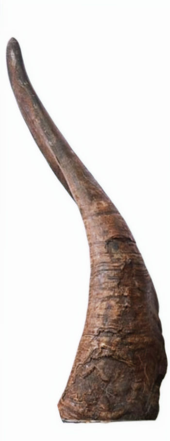 Thumbnail: Goat Horn (with marrow)  1 Pack
