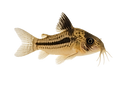 file_00000000229c622fa4a7388268502aaf.png