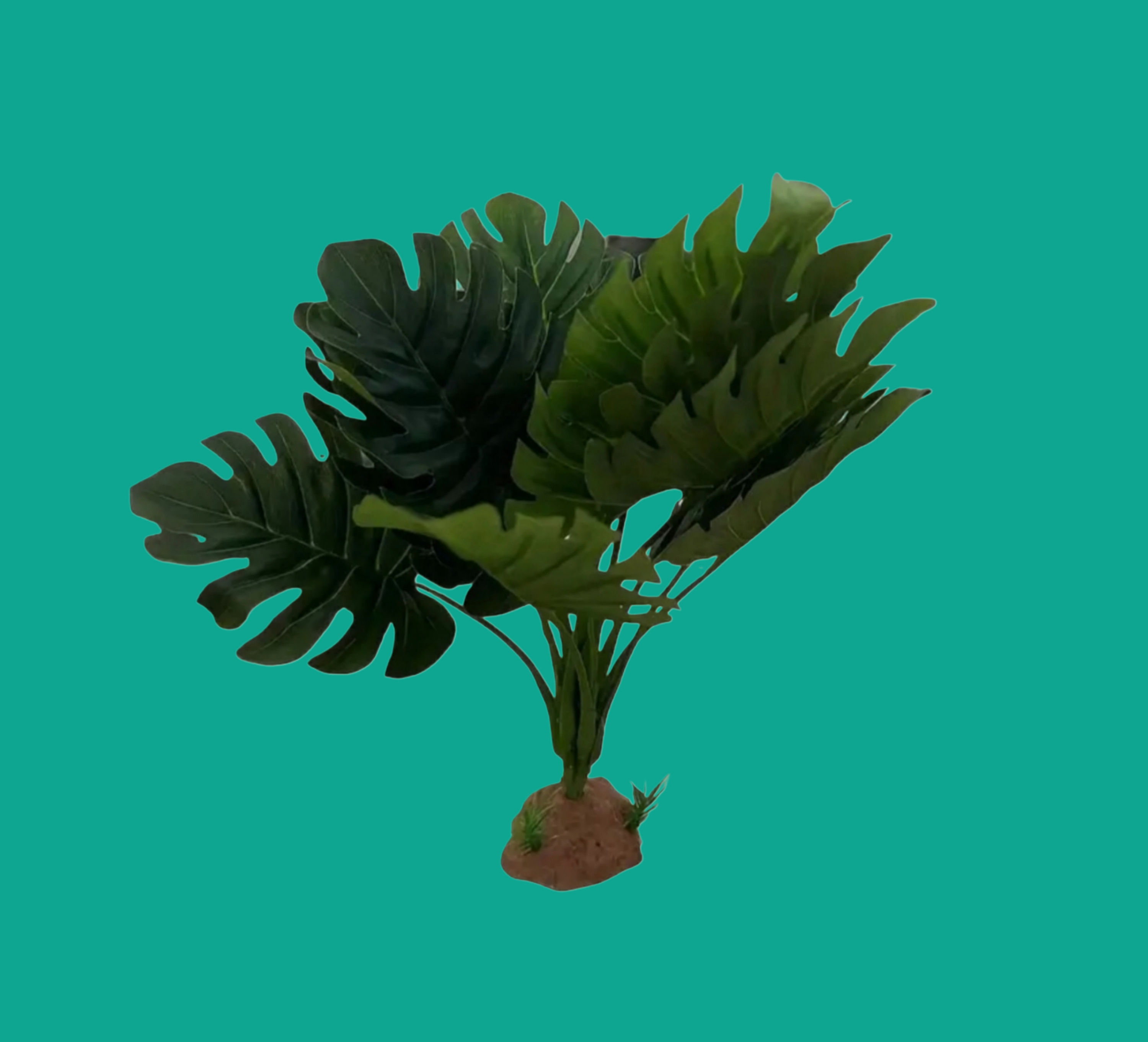 Large Monstera Plant