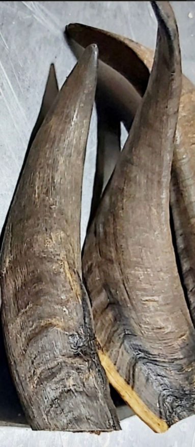 Goat Horn (with marrow) 1 Pack